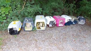 21 Katzen vor dem Tierheim in Botnang ausgesetzt