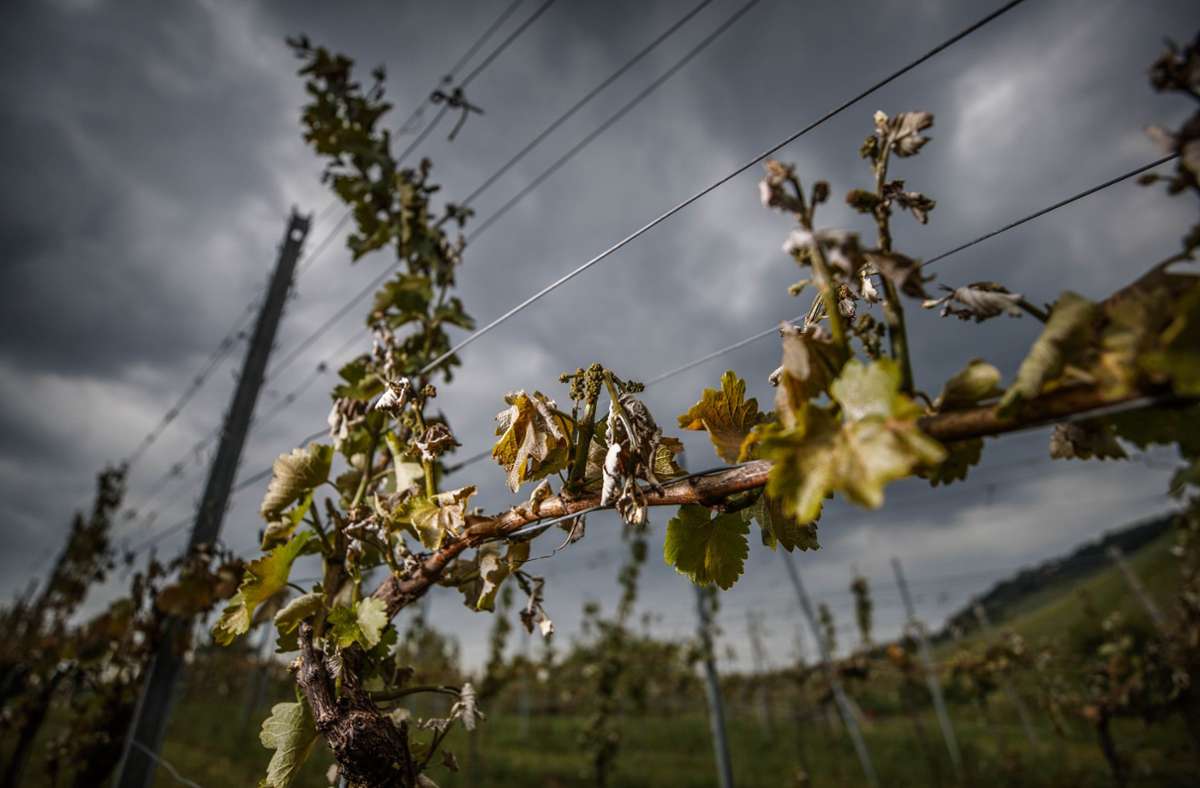 Ob Frost oder Hitze: Der Weinanbau leidet unter Extremwetter. Foto: Gottfried / Stoppel