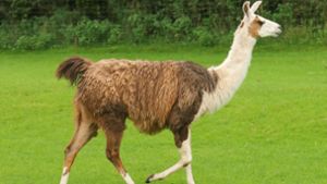 In Leonberg waren zwei Lamas auf der Flucht Foto: Augst/Eibner