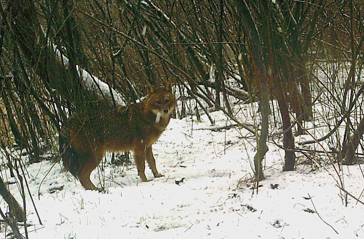 Ein Goldschakal steht in einem verschneiten Waldstück bei Rastatt, fotografiert von einer automatischen Fotofalle. Foto: dpa/Fotofalle