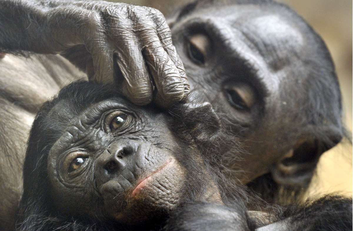 Bonobos (hier eine Mutter und ihr Jungtier im Zoo von Frankfurt am Main bei der Fellpflege) haben als Menschenaffen ähnlich wie eine sehr hohe Ansteckungsgefahr für den Corona-Virus. Foto: Boris Roessler/dpa