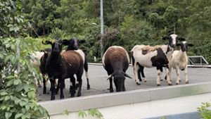 Schafe ausgebüxt – Polizei findet Hirten