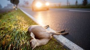 Tote Tiere am Straßenrand zeugen Foto: dpa/Julian Stratenschulte