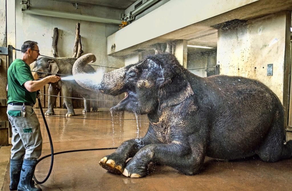 Die Elefanten bekommen morgens eine kühle Dusche.