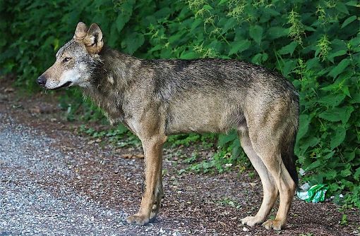 Der Wolf bei Stockach (Archivbild). Inzwischen ist das Tier gestorben. Foto:  