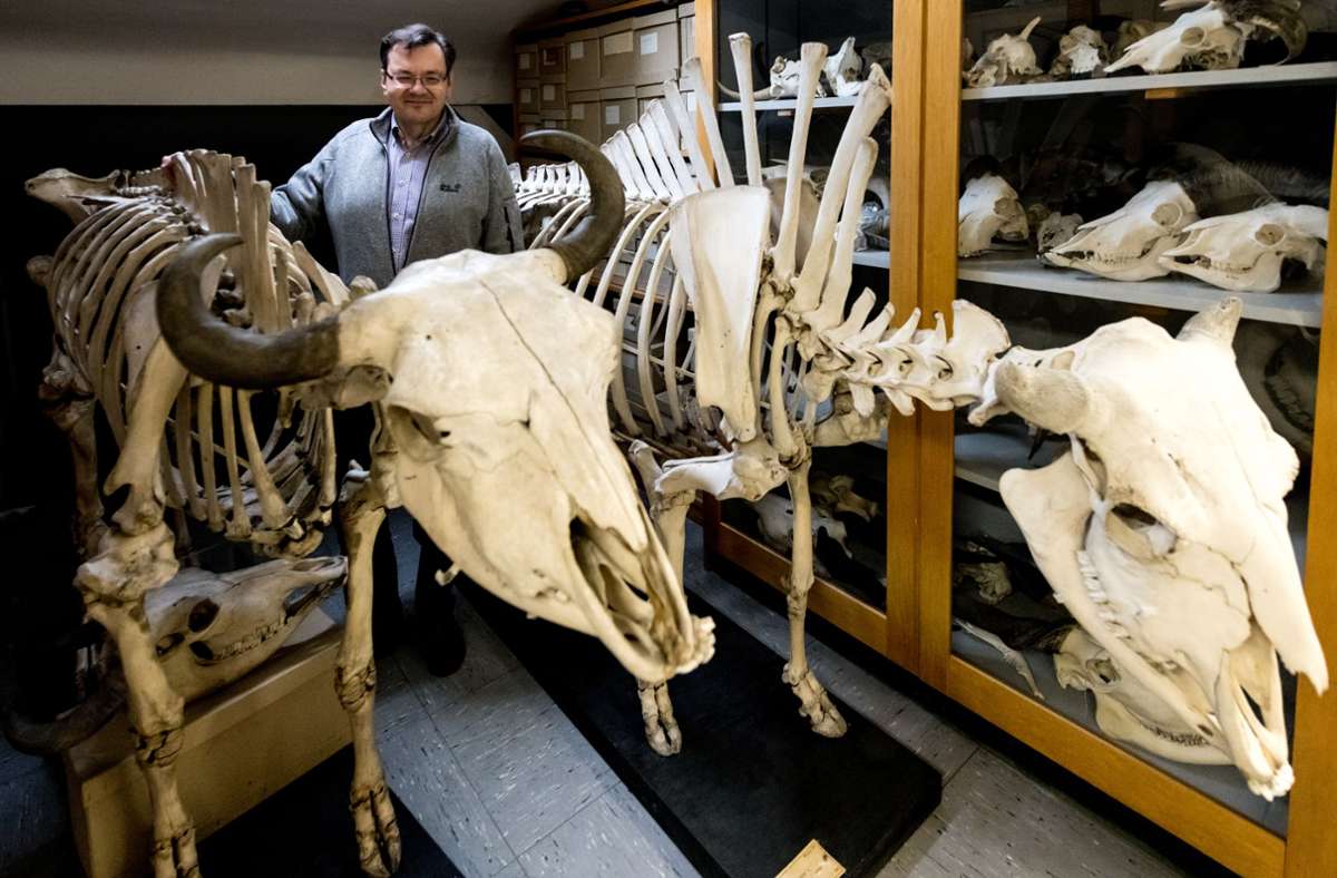 In der Zoologischen Sammlung hütet ihr Leiter Erich Weber diverse  Tierpräparate wie diese Bison-Skelette.