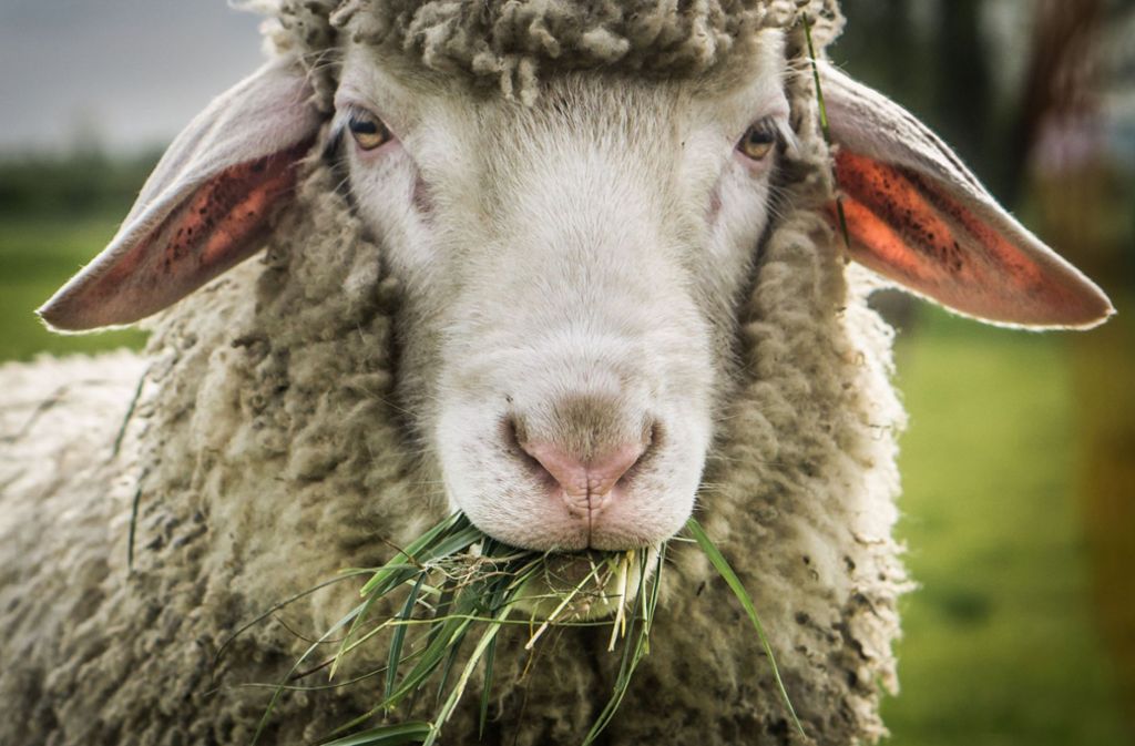 Ostfriesische Milchschafe sind wie alle Schafe Gruppentiere (Symbolfoto). Nach dem jähen Ende von Rosé muss Emma schauen, wie sie alleine in ihrem Gehege klar kommt. Foto: dpa