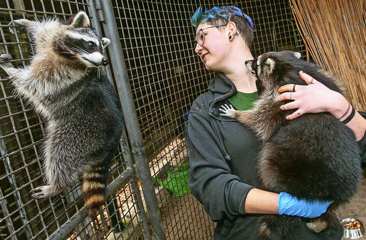 Putzig, aber immer noch Raubtiere – doch Tierpflegerin Sandra Linkohr weiß, wie man mit  Waschbären umgeht. Foto: Roberto Bulgrin
