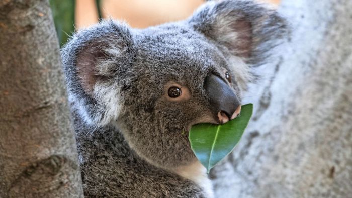 Koalas könnten bis 2050 ausgestorben sein