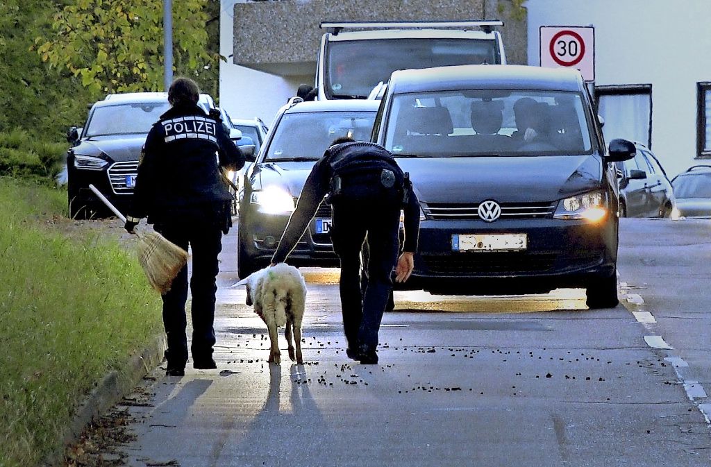 Der Herr ist mein Hirte: Ein Schaf lässt sich in Riedenberg polizeilich abführen.