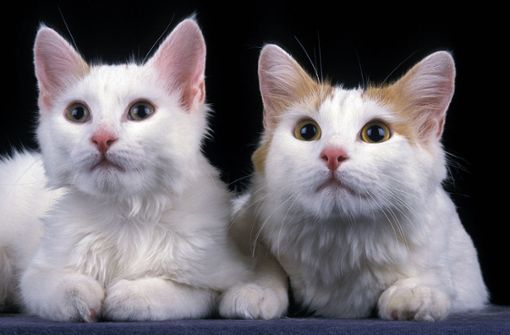 Kommt eine Katzenkastrationspflicht in Böblingen? Foto: imago images/G. Lacz