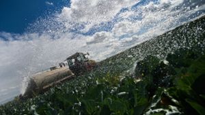 Ein Bauer bewässert sein Spitzkrautfeld in Leinfelden-Echterdingen. Foto: dpa