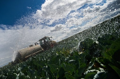 Ein Bauer bewässert sein Spitzkrautfeld in Leinfelden-Echterdingen. Foto: dpa
