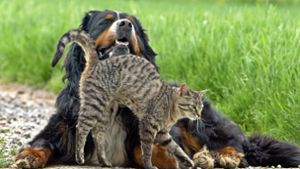 Natürlich vorbeugen gegen Zecken bei Hund und Katze