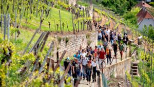 In Scharen wanderten die Weinliebhaber hinauf zum Schenkenberg. Foto: Michael Steinert