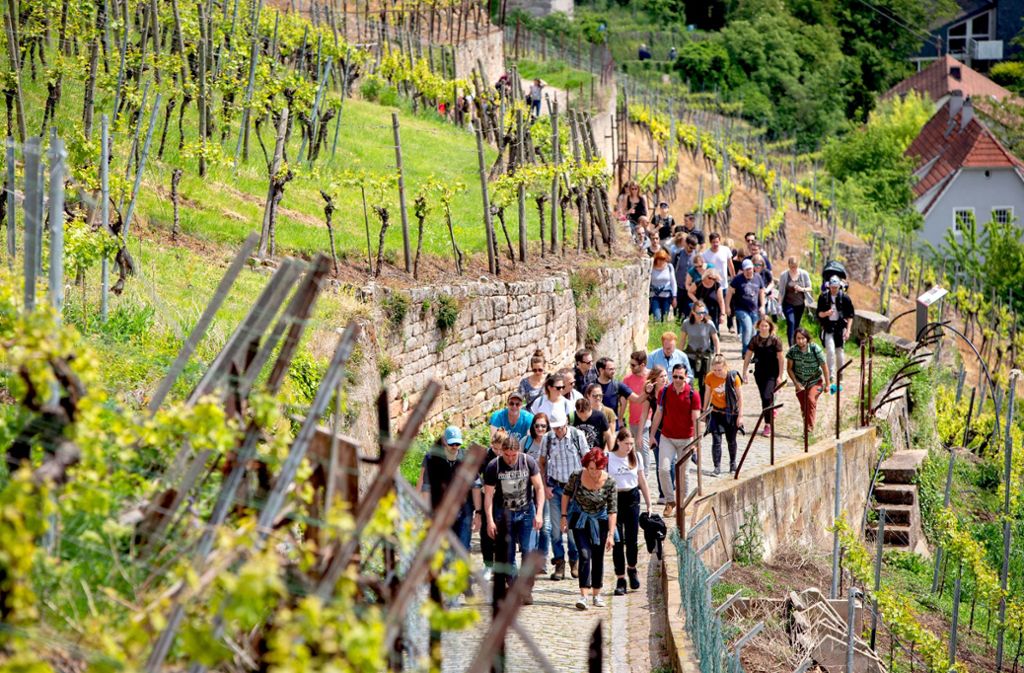 In Scharen wanderten die Weinliebhaber hinauf zum Schenkenberg.