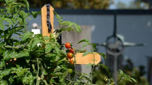 Tomaten dürfen auf Grab gepflanzt werden