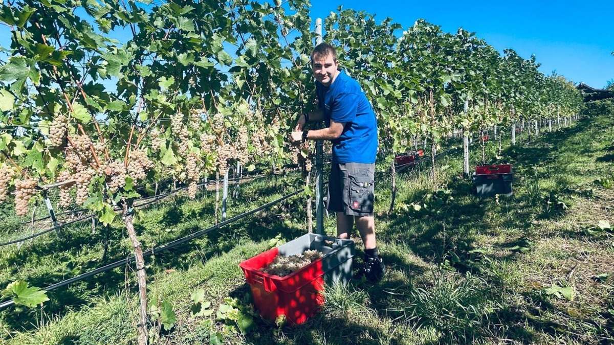 Guter Wein aus Württemberg - Positive Überraschung aus der Weinwand im ...
