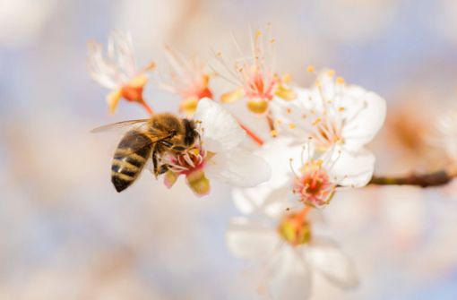 Auch die Bienen genießen den Frühling. Foto: 7aktuell.de/David M. Skiba