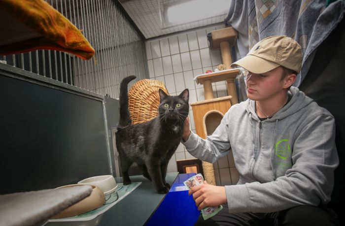 Tierheim in Esslingen: Droht bald ein Aufnahmestopp für Hund, Katze und Co?