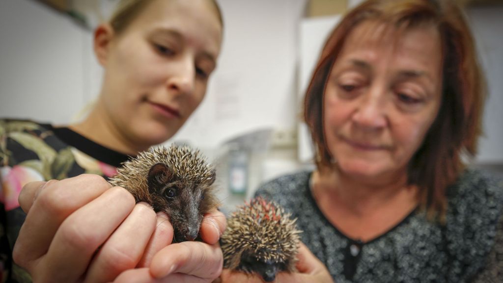 Tierschutzverein Böblingen: Helfer für Igel in Not gesucht