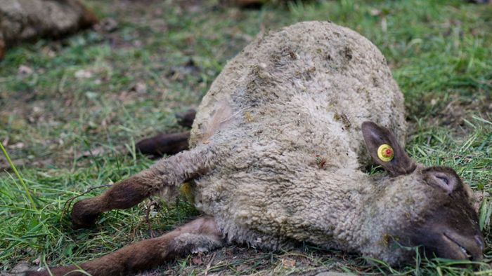 Schafe im Ortenaukreis gerissen