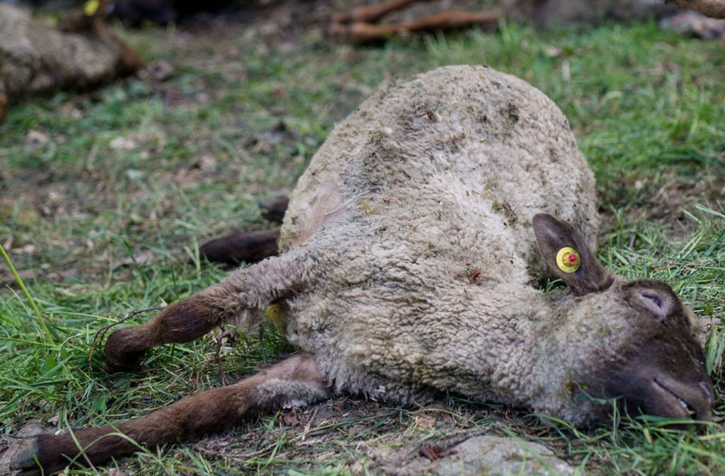 Schafe sind eine beliebte Beute bei Wölfen (Symbolbild). Foto: dpa