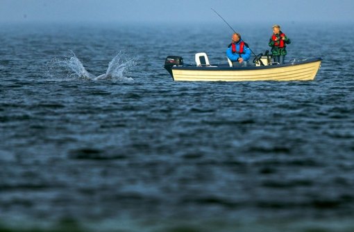 Diese Angler verfolgten einen Schabelwal in der Ostsee (Symbolbild). Foto: dpa-Zentralbild