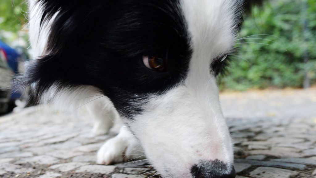 Magstadt  im Kreis Böblingen: Hund muss eingeschläfert werden – wohl wegen Giftköder