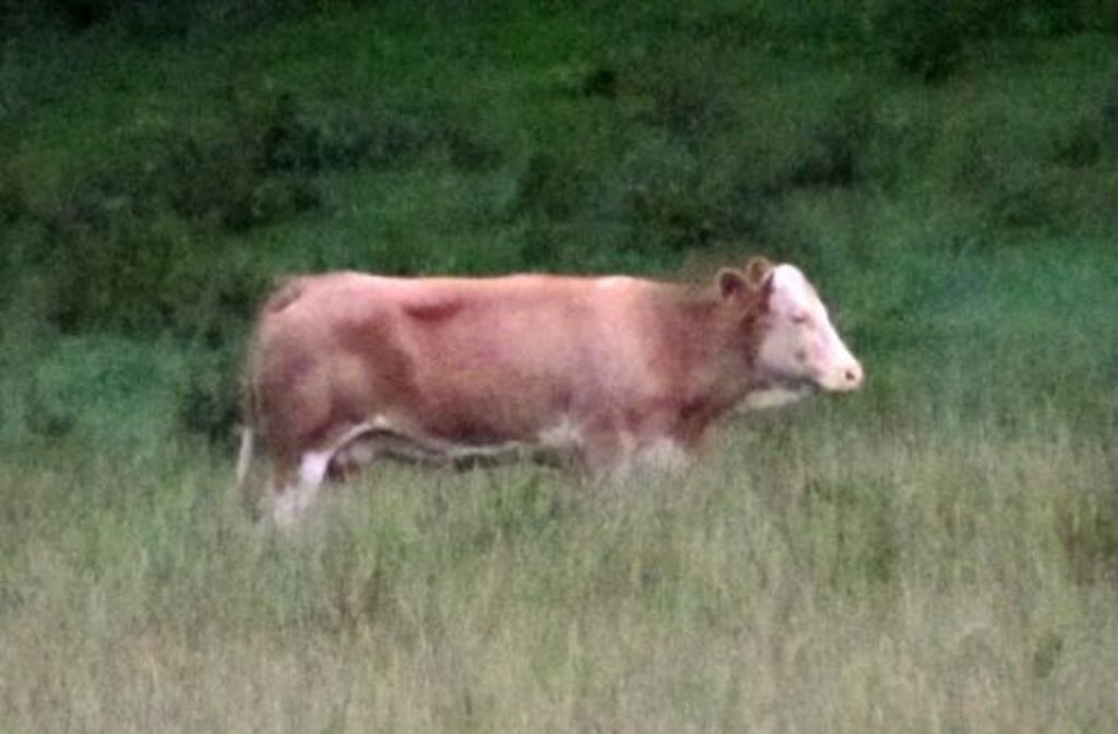 Wie einst die Kuh Yvonne (Foto) flüchtete nun auch in Ditzingen eine Kuh vor dem Schlachter. Foto: dpa