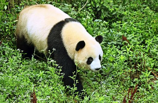Panda-Weibchen Mengmeng wird Männchen Jiao Qing in Berlin treffen. Foto:dpa Foto:  