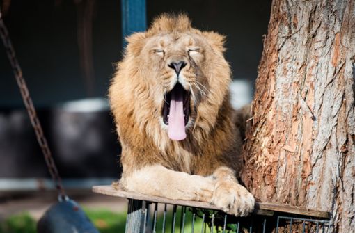 Seit 2017 sind wieder Löwen in der Wilhelma zu sehen. Foto: dpa