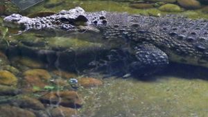 Britische Urlauberin filmt Krokodil-Angriff mit Handy