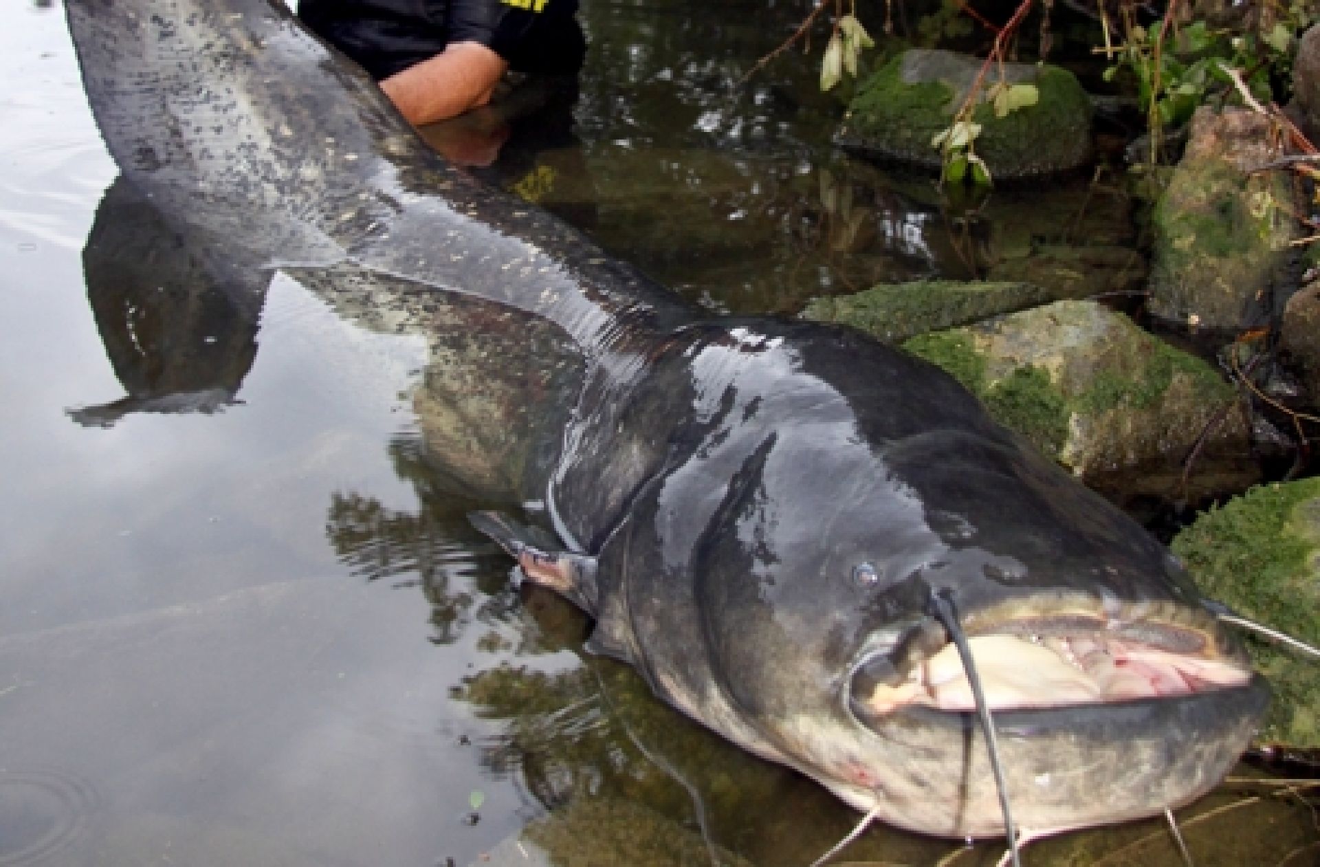 Welsjäger am Neckar: Angler fischt über zwei Meter langen Wels