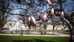 Am Wochenende zeigt sich in Stuttgart und der Region der Frühling von seiner besonders schönen Seite. Foto: Lichtgut/Leif Piechowski