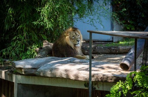 Der Asiatische Löwe döst an diesem Tag in der Sonne. Foto: Lichtgut/Julian Rettig