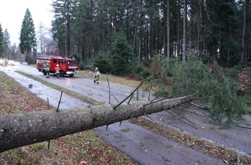 Viele Bäume stürzten wegen des Orkans um oder sind beschädigt. Foto: Andreas Rosar Fotoagentur-Stuttg