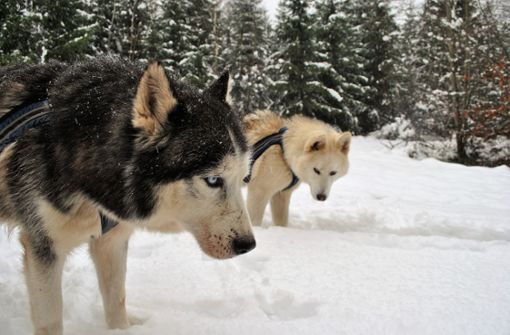 Mit Huskys kann man gut im Wald wandern gehen. Foto: Frühauf