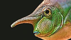 Wie aus einer anderen Welt: Den Nasendoktorfisch hat Stefan Brusius im Aquarium fotografiert. Foto: Stefan Brusius