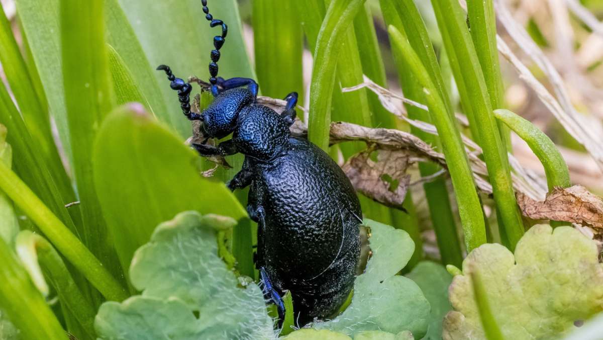 Baden-Württemberg: Nicht anfassen – dieser Käfer ist giftig -  Baden-Württemberg