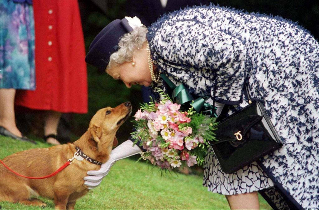 Die Hundeliebe von Queen Elizabeth II. ist praktisch schon sprichwörtlich. Die Hoheit liebte ihre Corgis - doch diese galten als bissig.