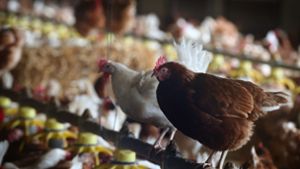 190.000 Hühner müssen geschlachtet werden