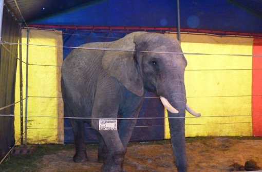 Ein Elefant aus einem Zirkus hat in Buchen einen Mann angegriffen und tödlich verletzt. Die Aufnahem zeigt das Zirkustier im Jahr 2011 in Winnenden. Foto: Peta