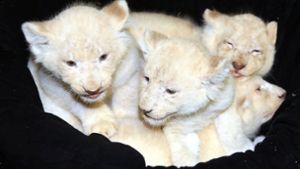 Die seltenen weißen Löwenjungen des Magdeburger Zoos sechs Wochen nach ihrer Geburt Foto: dpa