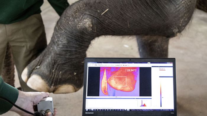 Wie eine Wärmebildkamera kranken Zootieren hilft