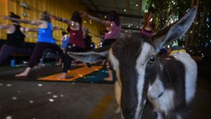 Yoga mit Ziegen klingt komisch, hat sich den den USA aber zu einem richtigen Hype entwickelt. Foto: AFP