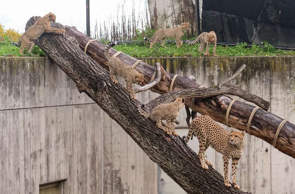 Die fünf Gepardenjungtiere der Wilhelma lernen unter der Anleitung ihrer Mutter Niara das Klettern im Außengehege.