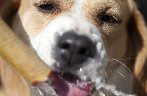 Bei großer Hitze haben nicht nur Hunde einen erhöhten Wasserbedarf. Foto: Shutterstock/Volodymyr Tverdohlib