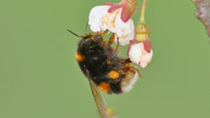 Im Wesentlichen ähnelt das Leben einer Erdhummel, dem einer Honigbiene – es besteht aus viel Arbeit. Foto: Michael Eick Foto:  
