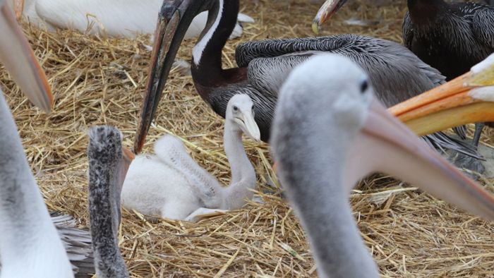 Männliches Pelikanpärchen adoptiert Küken
